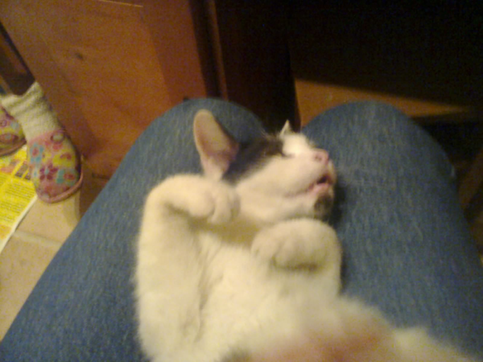 Miziak :D