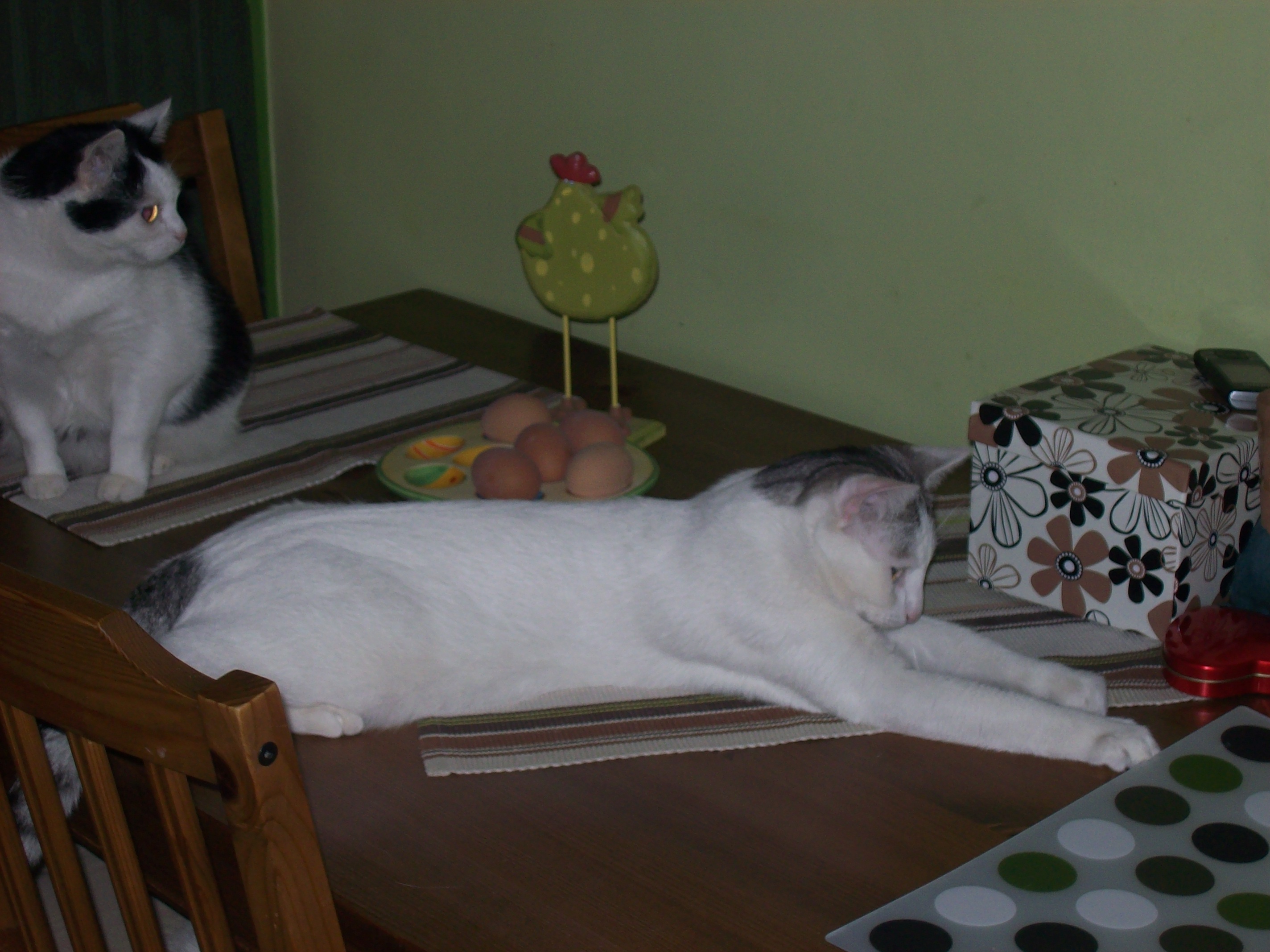 Gucio
